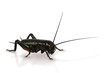 cricket