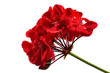 red geranium
