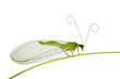 green midge on a grass