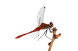 red dragonfly on a branch