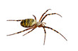 striped spider
