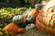 pumpkin display