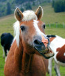 cheval