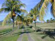 chemin antillais