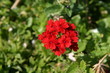 geranium rouge ecarlate