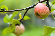 apple drops