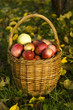 fresh apples in basket in garden by autumn