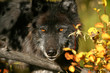 black wolf