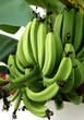 green bananas vertical