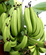 green bananas vertical 2