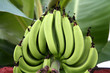 bunch of bananas