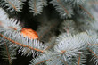 fir-tree with autumnal leaf fir-tree with autumnal leaf