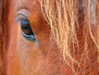 portrait cheval portrait cheval
