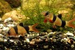 aquarium-botia
