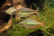 melanotaenia praecox