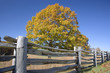 fall meadow