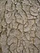 écorce d'arbre