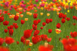 tulpenfeld