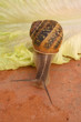 escargot escargot