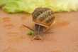 escargot escargot