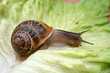escargot escargot