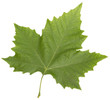 feuille de platane_4298 feuille de platane_4298