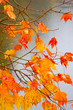 maple leaves in the rain