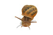 escargot escargot