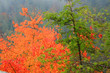 autumn mist
