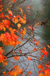 rainy fall day