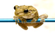 Photo: freddy the frog freddy the frog