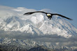 bald eagle in mountains