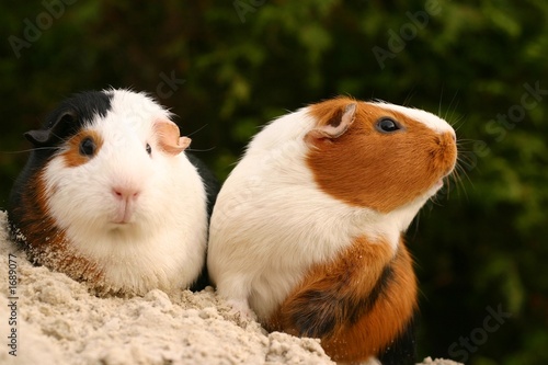 Photo: curious pets curious pets