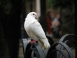 dove