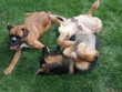 dogs dogs