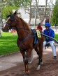 Photo en ligne au meilleur prix trotteur � enghien