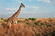 girafe masaï 06