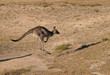kangaroo jumping