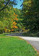 yellow tree down country road yellow tree down country road