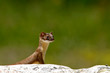 weasel
