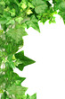 ivy border