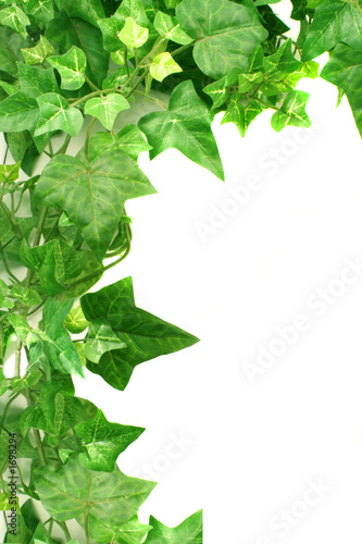 Photo: ivy border ivy border