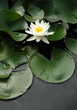 white lotus white lotus