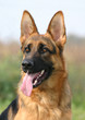 profil de berger allemand profil de berger allemand