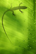 lagarto tropical lagarto tropical