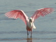 roseate spoonbill close in