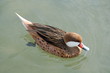 oiseau d'eau finesse couleur