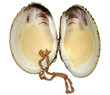 chain in a shell