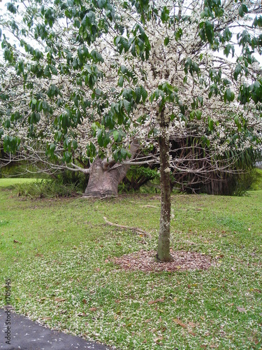 Photo: abundant tree laden with white flowers abundant tree laden with white flowers