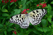 butterfly butterfly